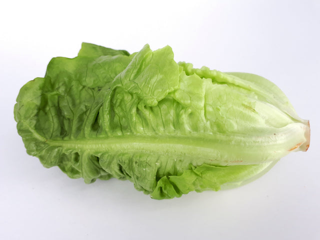 Fresh cos lettuce heads, also known as romaine lettuce